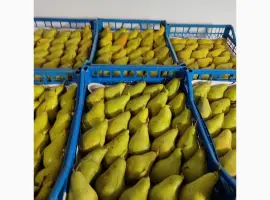 Зображення для оголошення Продам грушу Ноябрську