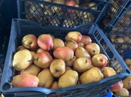 Зображення для оголошення Продам зимову грушу