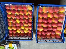 Зображення для оголошення Продам грушу киргизька