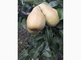 Зображення для оголошення Продам Ноябрску грушу