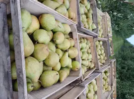 Зображення для оголошення Продам грушу