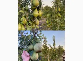Зображення для оголошення Продам грушу Нояберська