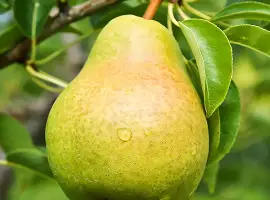 Зображення для оголошення Продам грушу