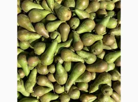 Зображення для оголошення Продаємо свіжу грушу сорту «Конференція»