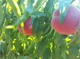 Зображення для оголошення Продам Персик