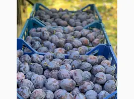 Зображення для оголошення Продам сливу Стенлей з холодильника