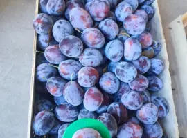 Зображення для оголошення Продам сливу Віжен
