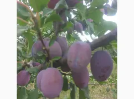 Зображення для оголошення Продам сливы