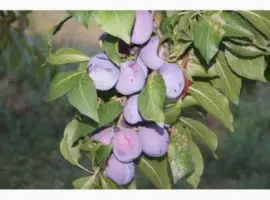 Зображення для оголошення Продам сливу