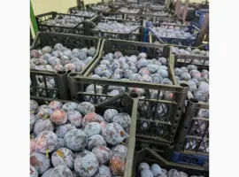 Зображення для оголошення Продам сливу сорт Кабардинка оптом від 10 тонн. Чернівці