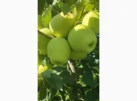 Зображення для оголошення Продам яблука
