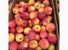 Зображення для оголошення Продам яблука з холодильника оптом
