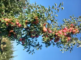 Зображення для оголошення Продам яблука
