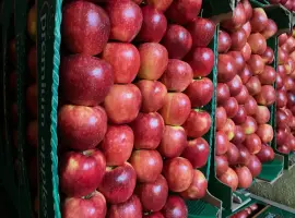 Зображення для оголошення Продам яблука різних сортів