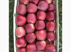 Зображення для оголошення Продам яблоки от производителя. Опт/ много сортов
