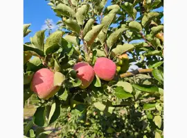 Зображення для оголошення Продам яблука Пірос