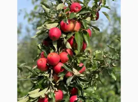 Зображення для оголошення Продам яблука