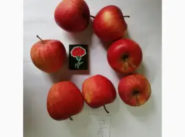 Зображення для оголошення Срочно продам яблоки разных сортов и сок натуральнный от производителя