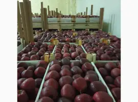 Зображення для оголошення Оптом Яблука