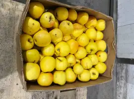 Зображення для оголошення Продам яблуко на переробку (не на сік)