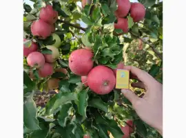 Зображення для оголошення Продам яблуко різних сортів телефонуйте