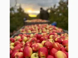 Зображення для оголошення Продам яблука