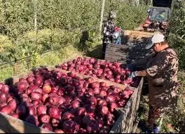 Зображення для оголошення Постійна закупівля яблук калібру 7+ (від 10 тонн)