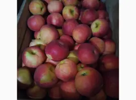 Зображення для оголошення Продам яблука сорту фуджі