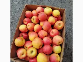Зображення для оголошення Продам яблука різних сортів