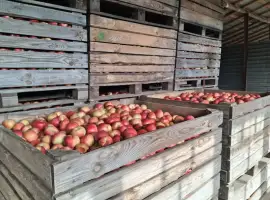 Зображення для оголошення Продам яблука
