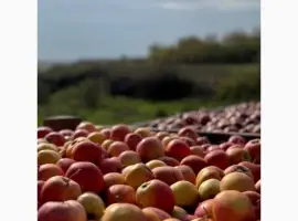 Зображення для оголошення Продам яблука сорту Гала
