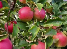 Зображення для оголошення Продам яблука