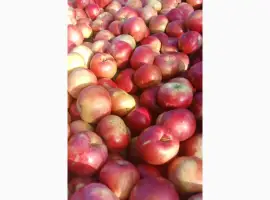 Зображення для оголошення Продам яблука