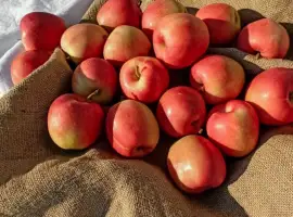 Зображення для оголошення Куплю яблоки