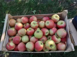 Зображення для оголошення Продам яблоки разных сортов