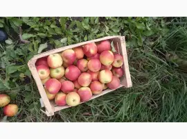 Зображення для оголошення Продам яблука сорту чемпіон
