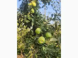 Зображення для оголошення Продам яблука