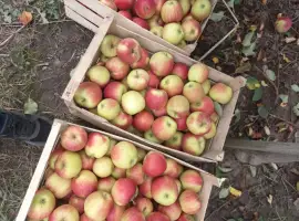 Зображення для оголошення Продам оптом яблоки