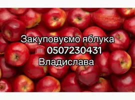 Зображення для оголошення Купуємо яблука на переробку в необмеженій кількості.Куплю яблука