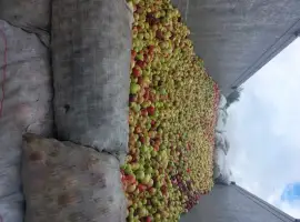 Зображення для оголошення Куплю яблуко на переробку