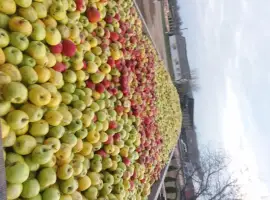 Зображення для оголошення Куплю яблука на промпереробку самовивіз від 24тон