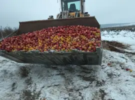 Зображення для оголошення Яблоки на переробку на сік
