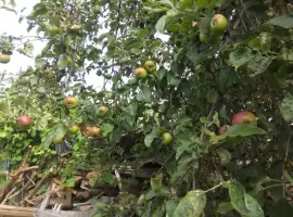 Зображення для оголошення Яблоки на сік закупка
