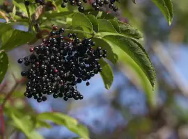 Зображення для оголошення Куплю суху бузину