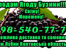 Зображення для оголошення Продам ягоду бузини!Опт! Гнучкий Розрахунок