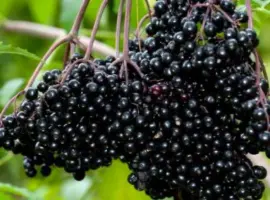 Зображення для оголошення Куплю бузину на заморозку