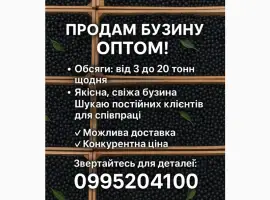 Зображення для оголошення Продам бузину оптом любий обьєм
