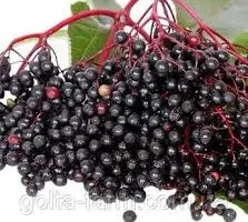 Зображення для оголошення Купим сухие плоды БУЗИНЫ.Дорого