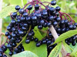 Зображення для оголошення Купим сушеные плоды Бузины.красной рябины.шиповник.боярышник.ТОЛЬКО СУХИЕ плоды