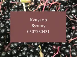 Зображення для оголошення На постійній основі купуємо ягоди бузини на гроні спілу